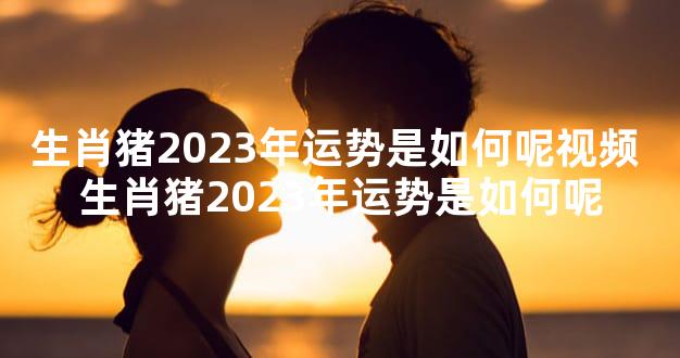 生肖猪2023年运势是如何呢视频 生肖猪2023年运势是如何呢